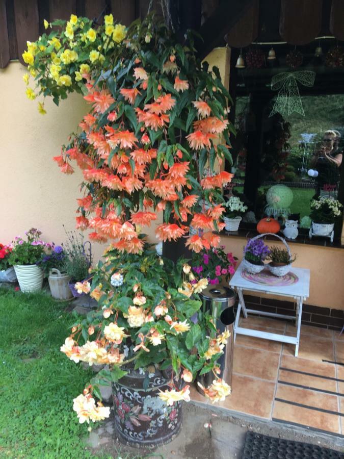 Ranczo Frodyma Acomodação com café da manhã Stronie Śląskie Exterior foto